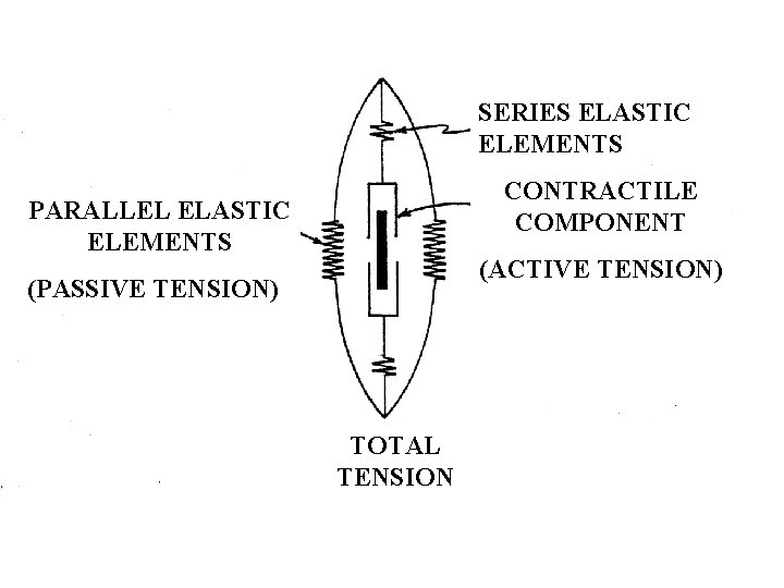 SERIES ELASTIC ELEMENTS CONTRACTILE COMPONENT PARALLEL ELASTIC ELEMENTS (ACTIVE TENSION) (PASSIVE TENSION) TOTAL TENSION