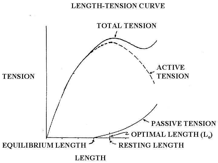 LENGTH-TENSION CURVE TOTAL TENSION ACTIVE TENSION EQUILIBRIUM LENGTH PASSIVE TENSION OPTIMAL LENGTH (Lo) RESTING