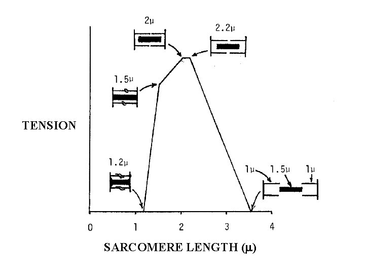 TENSION SARCOMERE LENGTH ( ) 