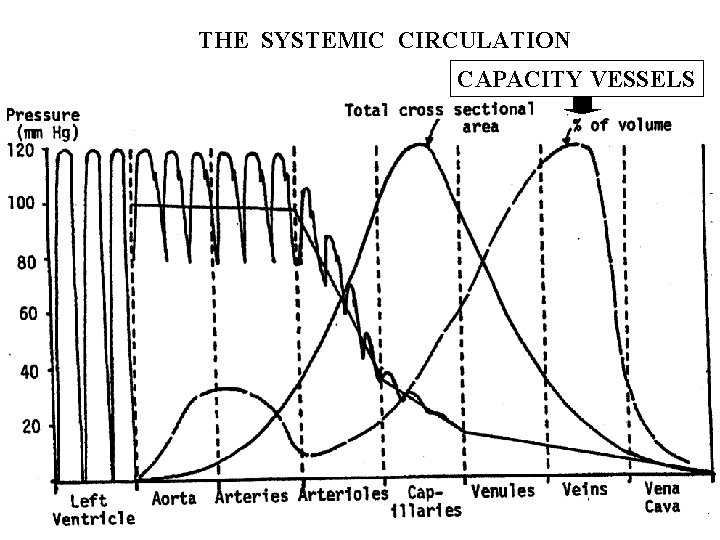 THE SYSTEMIC CIRCULATION CAPACITY VESSELS 
