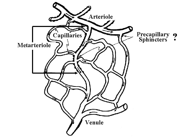 Arteriole Precapillary Sphincters Capillaries Metarteriole Venule ? 