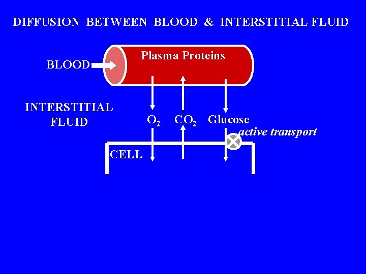 DIFFUSION BETWEEN BLOOD & INTERSTITIAL FLUID Plasma Proteins BLOOD INTERSTITIAL FLUID CELL O 2