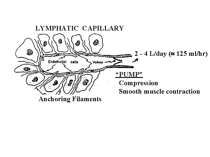 LYMPHATIC CAPILLARY 2 - 4 L/day ( 125 ml/hr) Anchoring Filaments “PUMP” Compression Smooth