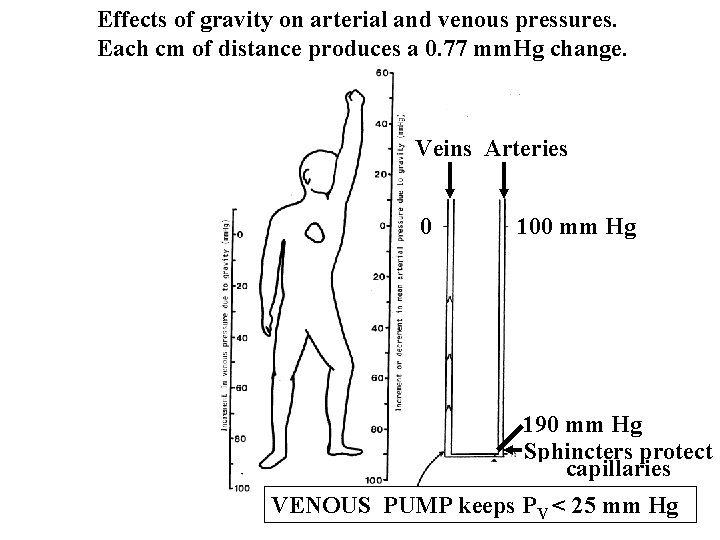 Effects of gravity on arterial and venous pressures. Each cm of distance produces a