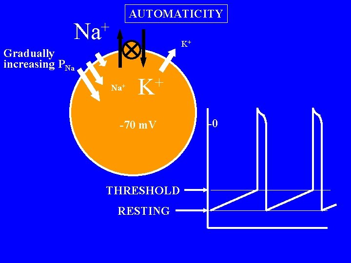 AUTOMATICITY Na+ K+ Gradually increasing PNa Na+ + K -70 m. V THRESHOLD RESTING
