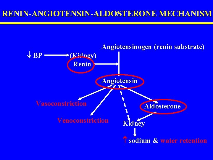 RENIN-ANGIOTENSIN-ALDOSTERONE MECHANISM Angiotensinogen (renin substrate) BP (Kidney) Renin Angiotensin Vasoconstriction Venoconstriction Aldosterone Kidney sodium