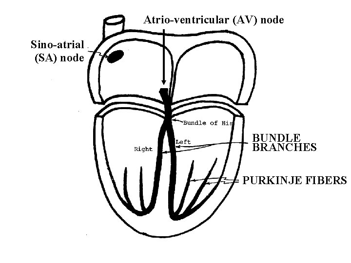 Atrio-ventricular (AV) node Sino-atrial (SA) node BUNDLE BRANCHES PURKINJE FIBERS 