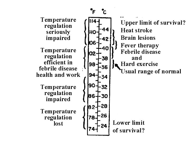 Temperature regulation seriously impaired Temperature regulation efficient in febrile disease health and work Upper
