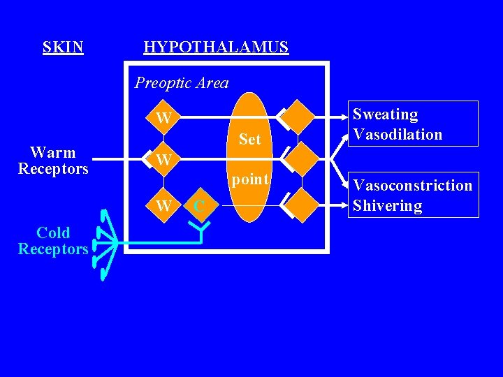 SKIN HYPOTHALAMUS Preoptic Area W Warm Receptors Set W point W Cold Receptors Sweating