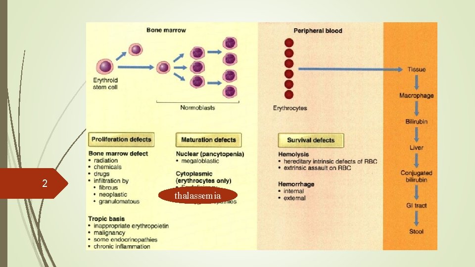 2 thalassemia 