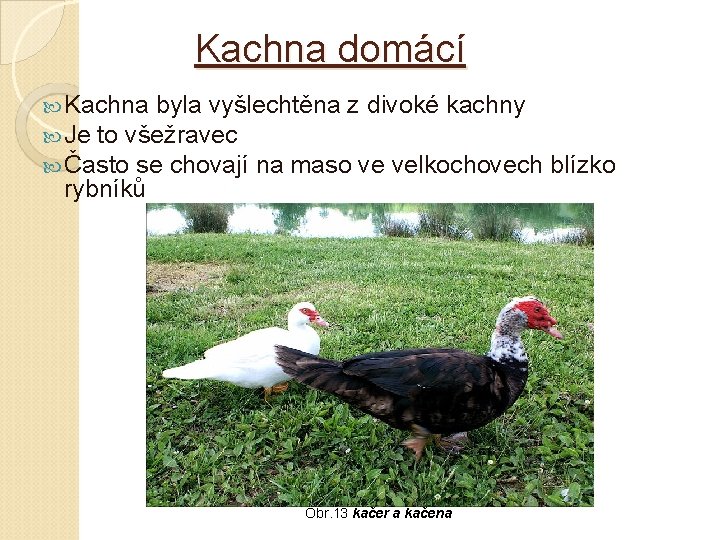 Kachna domácí Kachna byla vyšlechtěna z divoké kachny Je to všežravec Často se chovají Kachna domácí Kachna byla vyšlechtěna z divoké kachny Je to všežravec Často se chovají