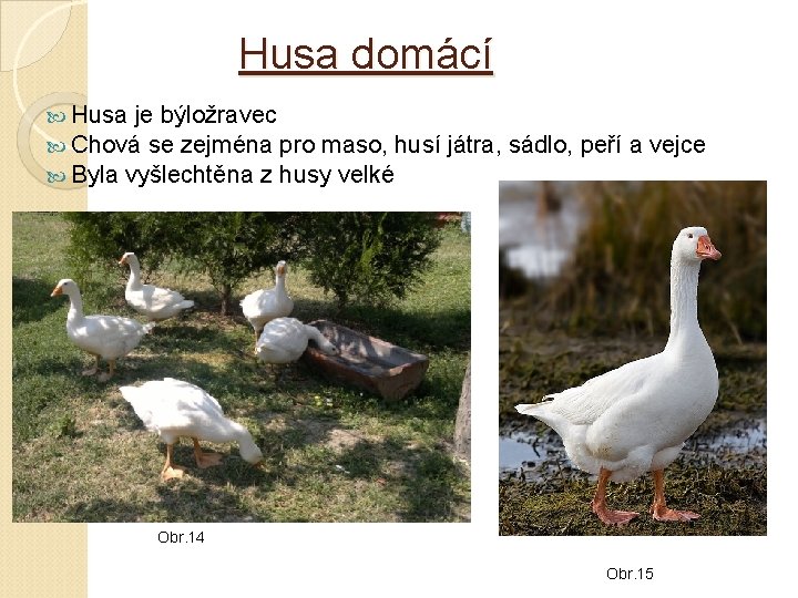Husa domácí Husa je býložravec Chová se zejména pro maso, husí Byla vyšlechtěna z Husa domácí Husa je býložravec Chová se zejména pro maso, husí Byla vyšlechtěna z