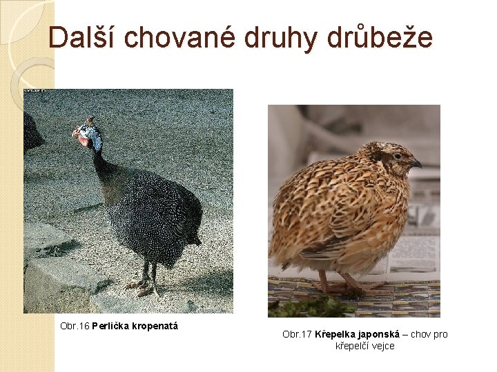 Další chované druhy drůbeže Obr. 16 Perlička kropenatá Obr. 17 Křepelka japonská – chov Další chované druhy drůbeže Obr. 16 Perlička kropenatá Obr. 17 Křepelka japonská – chov