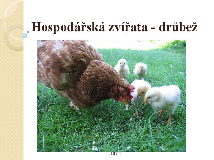 Hospodářská zvířata - drůbež Obr. 1 Hospodářská zvířata - drůbež Obr. 1