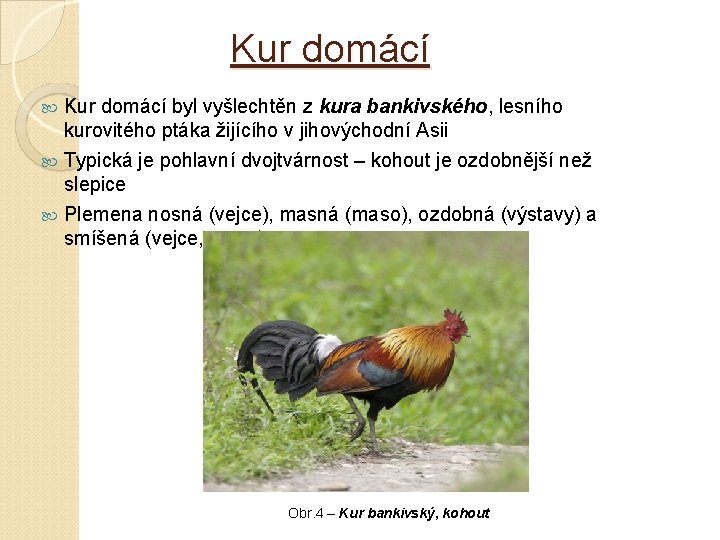 Kur domácí byl vyšlechtěn z kura bankivského, lesního kurovitého ptáka žijícího v jihovýchodní Asii Kur domácí byl vyšlechtěn z kura bankivského, lesního kurovitého ptáka žijícího v jihovýchodní Asii