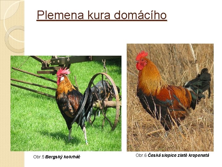 Plemena kura domácího Obr. 5 Bergský kokrháč Obr. 6 Česká slepice zlatě kropenatá Plemena kura domácího Obr. 5 Bergský kokrháč Obr. 6 Česká slepice zlatě kropenatá