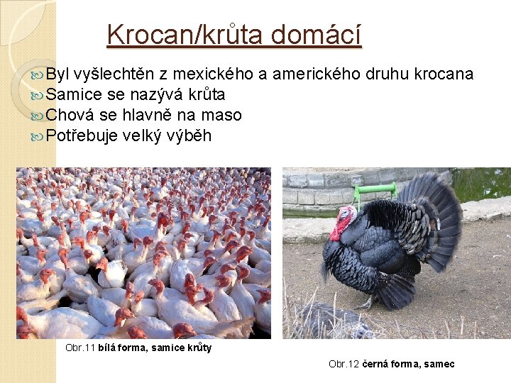 Krocan/krůta domácí Byl vyšlechtěn z mexického Samice se nazývá krůta Chová se hlavně na Krocan/krůta domácí Byl vyšlechtěn z mexického Samice se nazývá krůta Chová se hlavně na