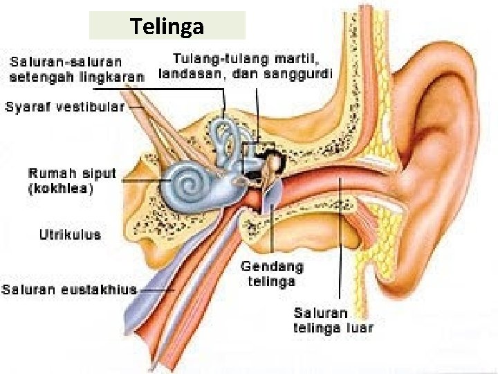 Telinga 