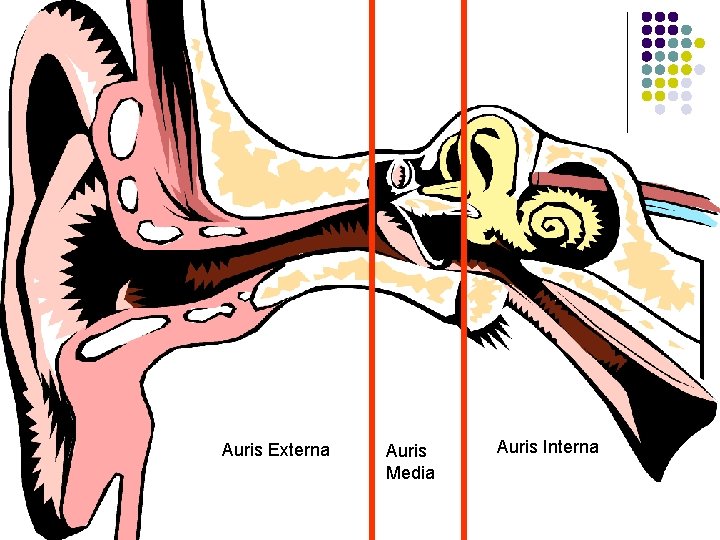 Auris Externa Auris Media Auris Interna 