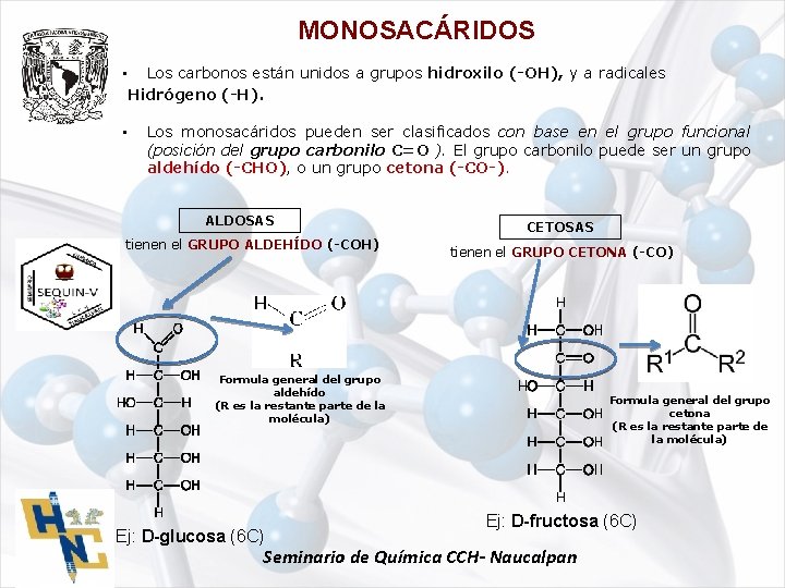 MONOSACÁRIDOS • Los carbonos están unidos a grupos hidroxilo (-OH), y a radicales Hidrógeno