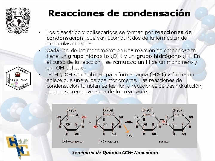 Reacciones de condensación • • • Los disacárido y polisacáridos se forman por reacciones
