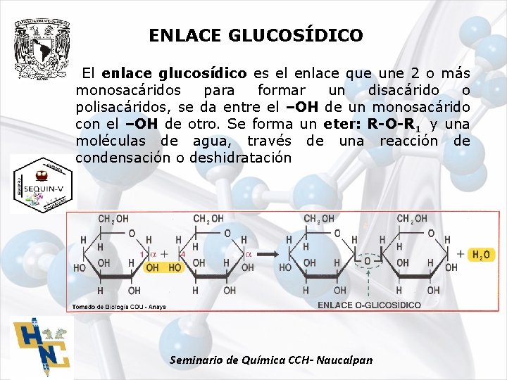 ENLACE GLUCOSÍDICO El enlace glucosídico es el enlace que une 2 o más monosacáridos