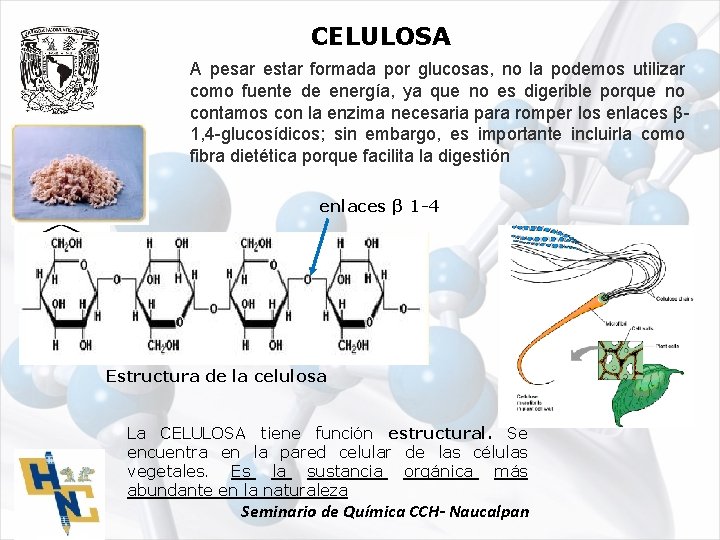 CELULOSA A pesar estar formada por glucosas, no la podemos utilizar como fuente de