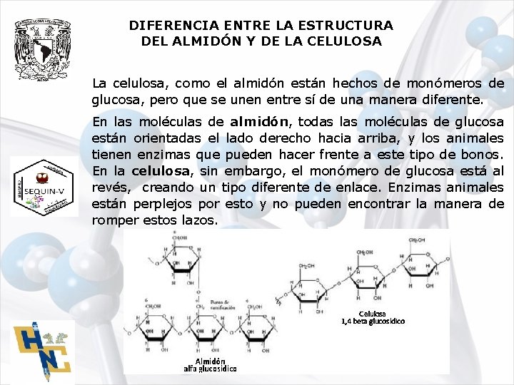 DIFERENCIA ENTRE LA ESTRUCTURA DEL ALMIDÓN Y DE LA CELULOSA La celulosa, como el