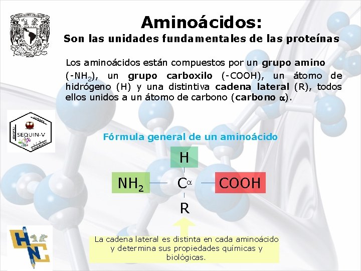 Aminoácidos: Son las unidades fundamentales de las proteínas Los aminoácidos están compuestos por un