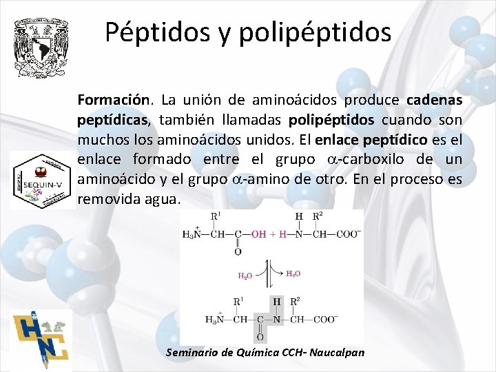 Péptidos y polipéptidos Formación. La unión de aminoácidos produce cadenas peptídicas, también llamadas polipéptidos