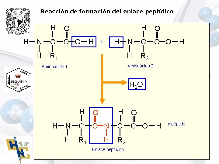 Reacción de formación del enlace peptídico H H O N C C O H