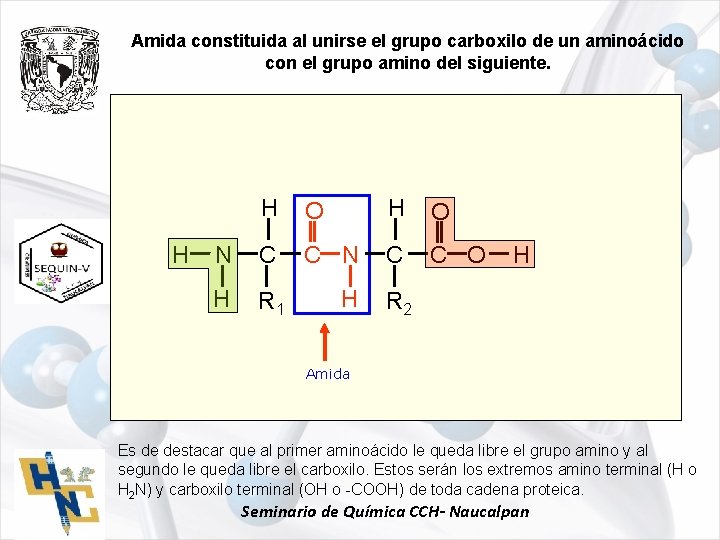 Amida constituida al unirse el grupo carboxilo de un aminoácido con el grupo amino