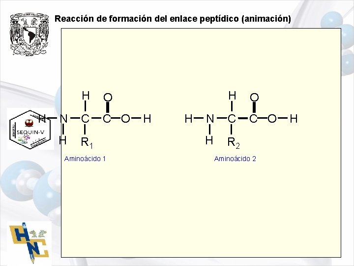 Reacción de formación del enlace peptídico (animación) H H O N C C O