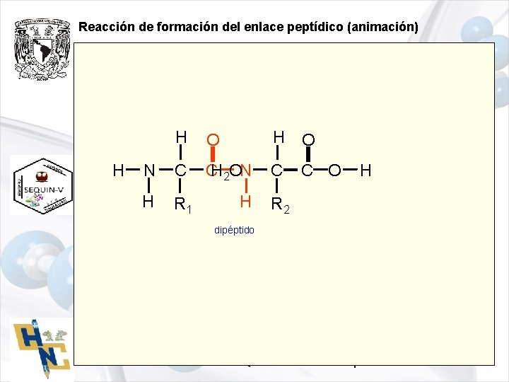 Reacción de formación del enlace peptídico (animación) H H O N C CH 2