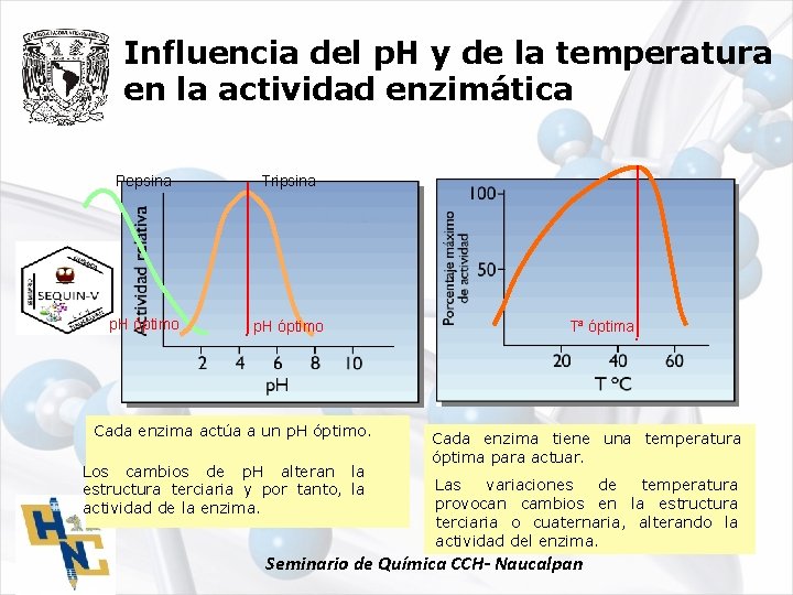 Influencia del p. H y de la temperatura en la actividad enzimática Pepsina Tripsina