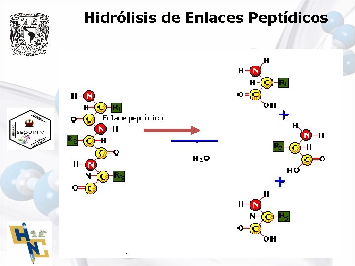 Hidrólisis de Enlaces Peptídicos Seminario de Química CCH- Naucalpan 