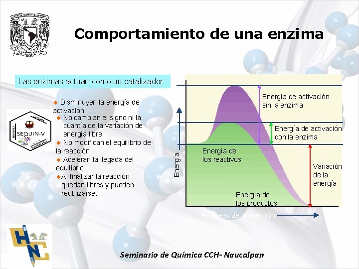 Comportamiento de una enzima Las enzimas actúan como un catalizador: Energía de activación sin