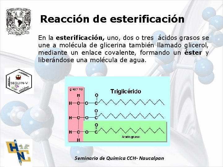 Reacción de esterificación En la esterificación, uno, dos o tres ácidos grasos se une