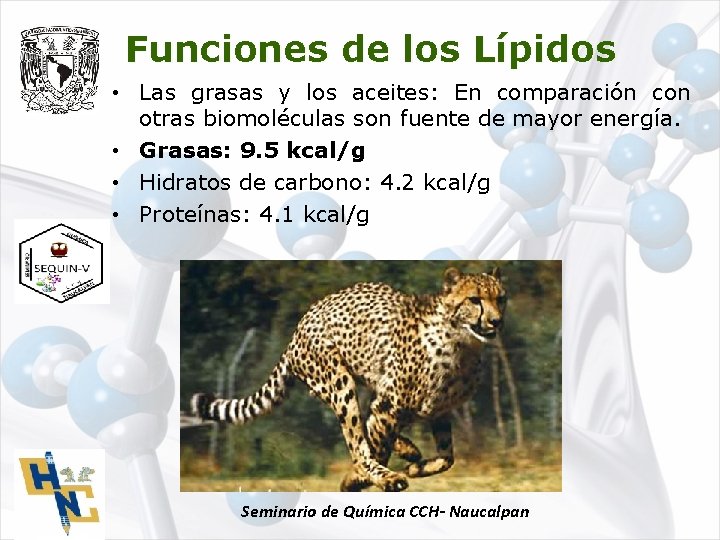 Funciones de los Lípidos • Las grasas y los aceites: En comparación con otras