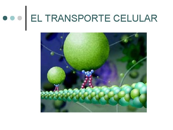 EL TRANSPORTE CELULAR EL TRANSPORTE CELULAR