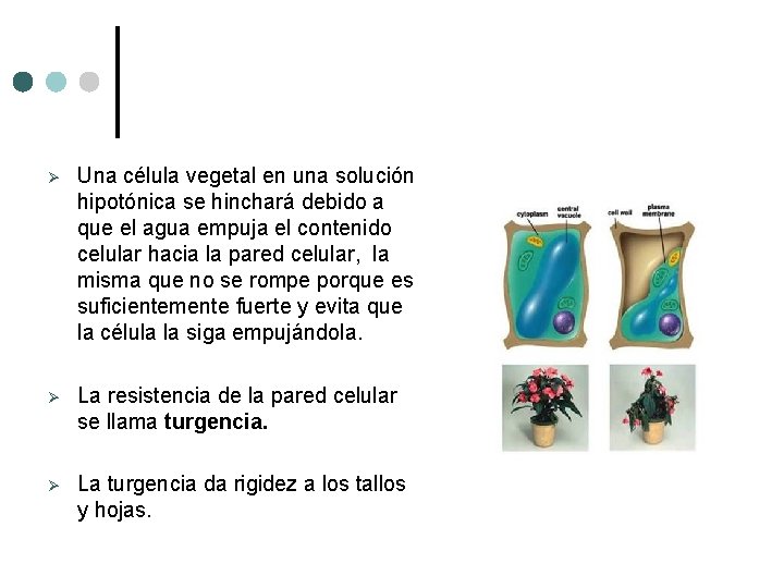 Ø Una célula vegetal en una solución hipotónica se hinchará debido a que el Ø Una célula vegetal en una solución hipotónica se hinchará debido a que el