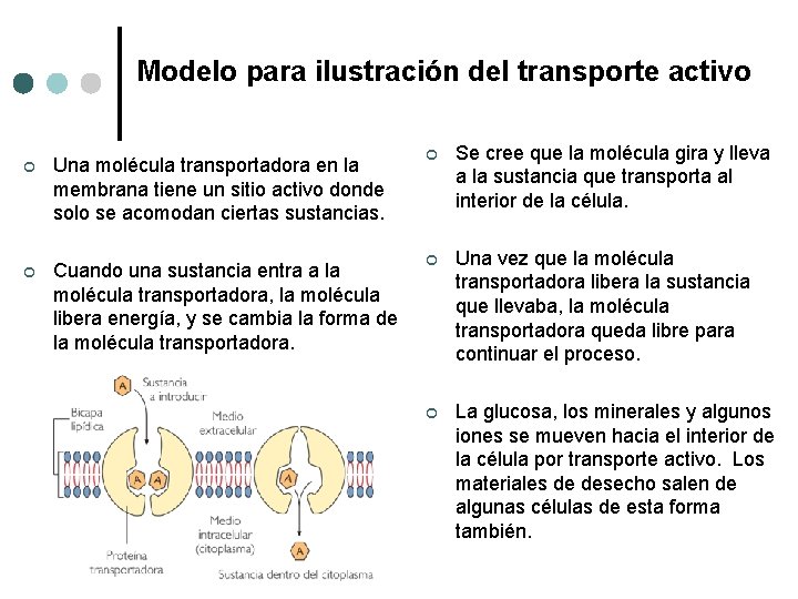 Modelo para ilustración del transporte activo ¢ Una molécula transportadora en la membrana tiene Modelo para ilustración del transporte activo ¢ Una molécula transportadora en la membrana tiene