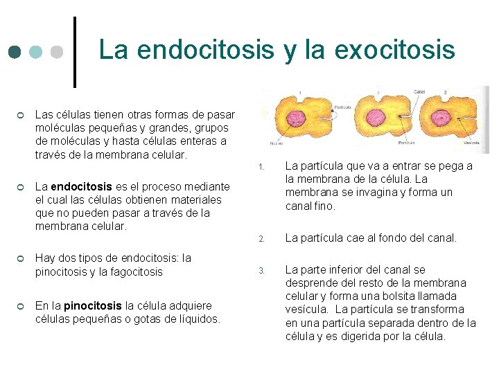 La endocitosis y la exocitosis ¢ ¢ Las células tienen otras formas de pasar La endocitosis y la exocitosis ¢ ¢ Las células tienen otras formas de pasar