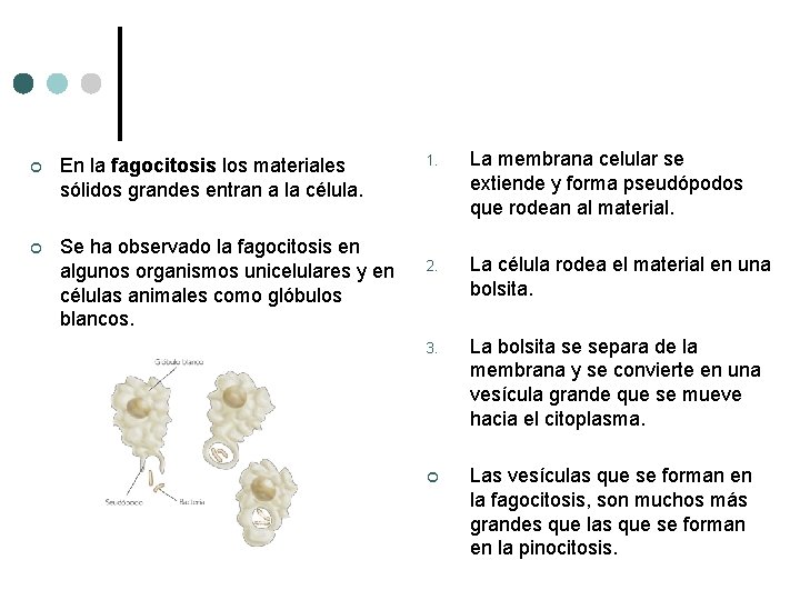 ¢ En la fagocitosis los materiales sólidos grandes entran a la célula. ¢ Se ¢ En la fagocitosis los materiales sólidos grandes entran a la célula. ¢ Se