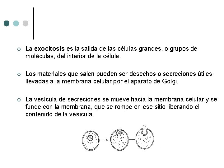 ¢ La exocitosis es la salida de las células grandes, o grupos de moléculas, ¢ La exocitosis es la salida de las células grandes, o grupos de moléculas,