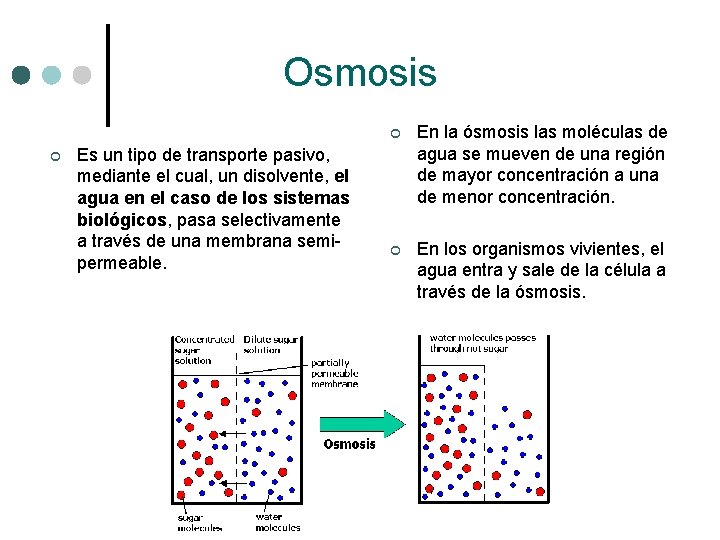 Osmosis ¢ Es un tipo de transporte pasivo, mediante el cual, un disolvente, el Osmosis ¢ Es un tipo de transporte pasivo, mediante el cual, un disolvente, el