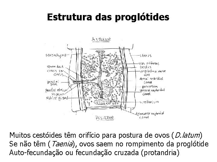 Estrutura das proglótides Muitos cestóides têm orifício para postura de ovos (D. latum) Se