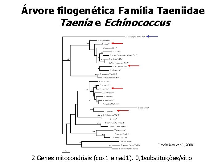 Árvore filogenética Família Taeniidae Taenia e Echinococcus Lavikainen et al. , 2008 2 Genes