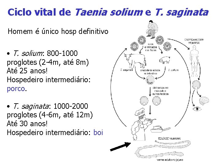 Ciclo vital de Taenia solium e T. saginata Homem é único hosp definitivo •
