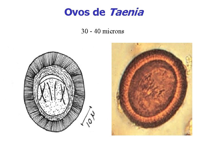 Ovos de Taenia 30 - 40 microns 